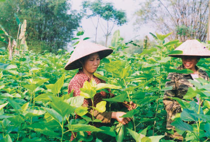 Phụ nữ Thái Nguyên phát triển kinh tế hợp tác